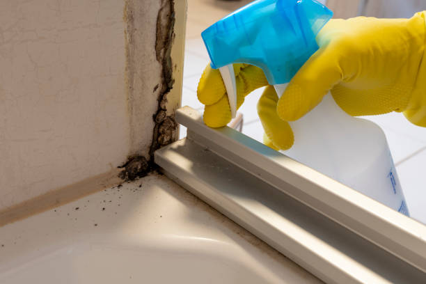 Best Emergency Mold Remediation  in Laymantown, VA